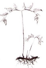 Rhizome Short-creeping